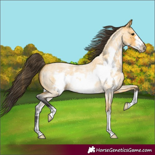 Horse Color:Buckskin Roan Sabino Frame
