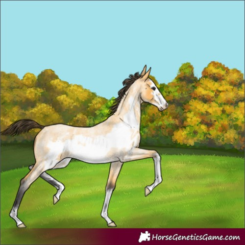 Horse Color:Buckskin Roan Sabino Frame