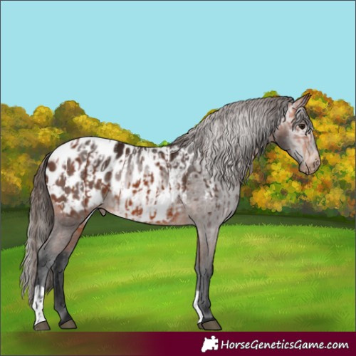 Horse Color:Bay Appaloosa and Gray Bay Appaloosa