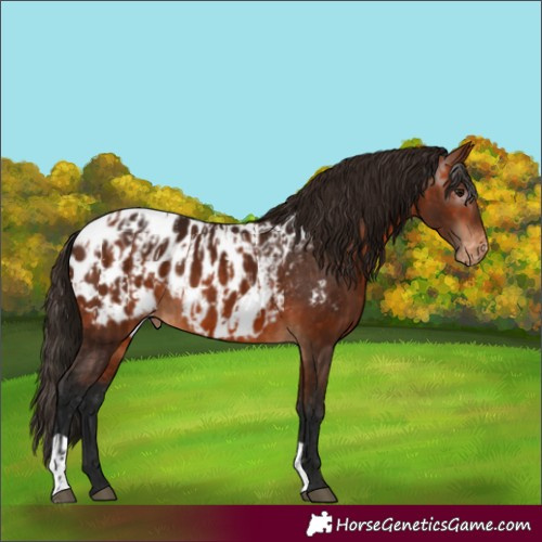 Horse Color:Bay Appaloosa  and Gray Bay Appaloosa 