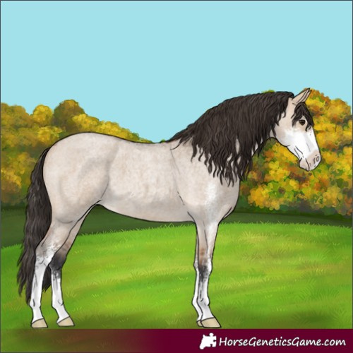 Horse Color:Bay Roan Dun Sabino 