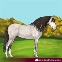 Horse Color:Bay Roan Dun Sabino