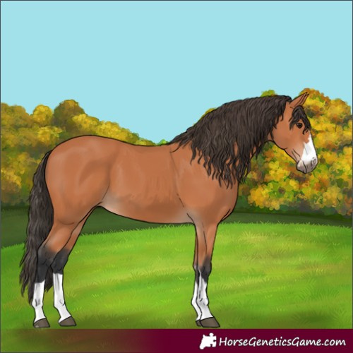 Horse Color:Bay 