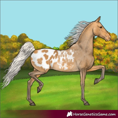 Horse Color:Silver Buckskin Blanket 