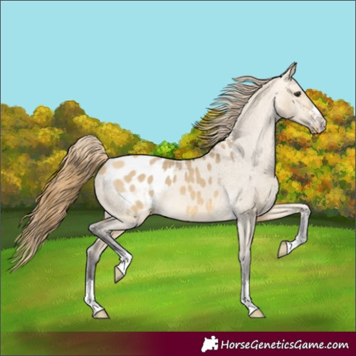 Horse Color:Buckskin Dun Blanket 