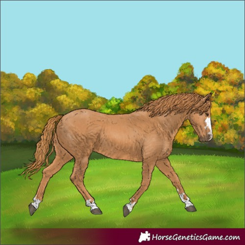 Horse Color:Chestnut 