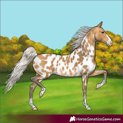Horse Color:Silver Buckskin Near Leopard 