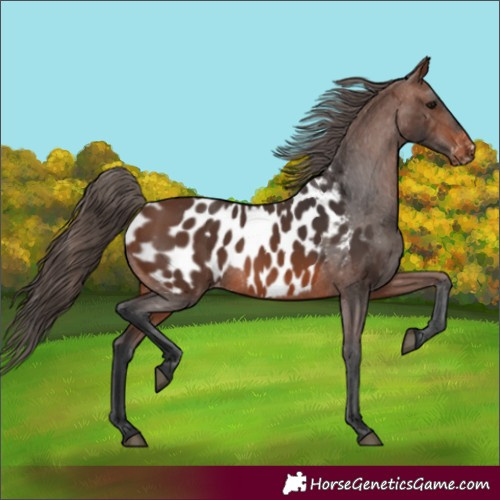 Horse Color:Brown Near Leopard 