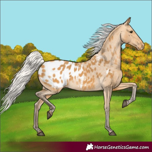 Horse Color:Silver Buckskin Appaloosa 