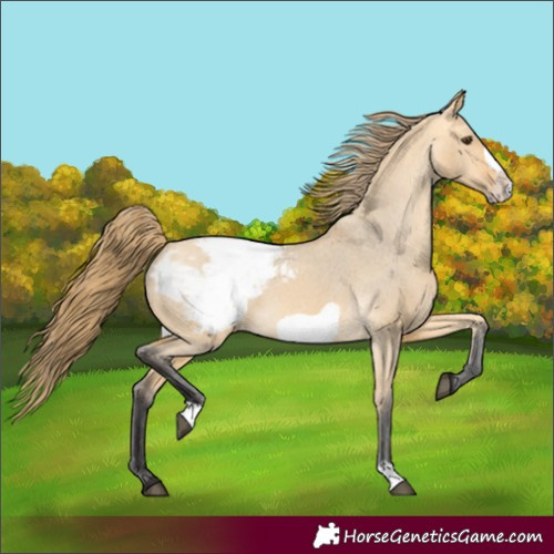 Horse Color:Buckskin Dun Frame Appaloosa 