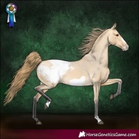 Horse Color:Buckskin Dun Frame Appaloosa 