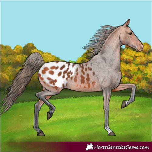 Horse Color:Bay Blanket 