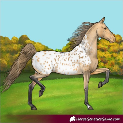Horse Color:Buckskin Appaloosa 