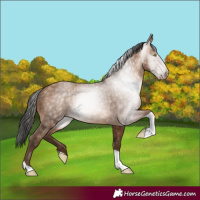 Horse Color:Gray Amber Champagne Tobiano 