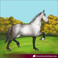 Horse Color:Gray Bay