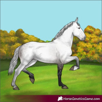 Horse Color:Gray Bay 
