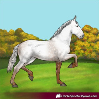 Horse Color:Gray Chestnut 