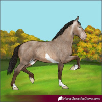 Horse Color:Gray Amber Champagne Roan Tobiano Rabicano 