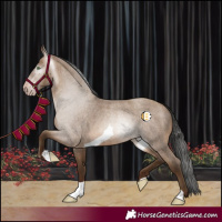 Horse Color:Gray Amber Champagne Roan Tobiano Rabicano 