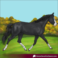 Horse Color:Black Splash 