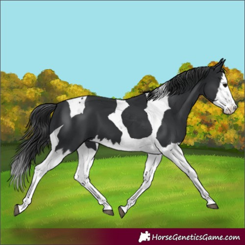 Horse Color:Black Splash Tobiano