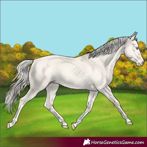 Horse Color:Cremello Dun Tobiano