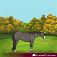 Horse Color:Smoky Grullo