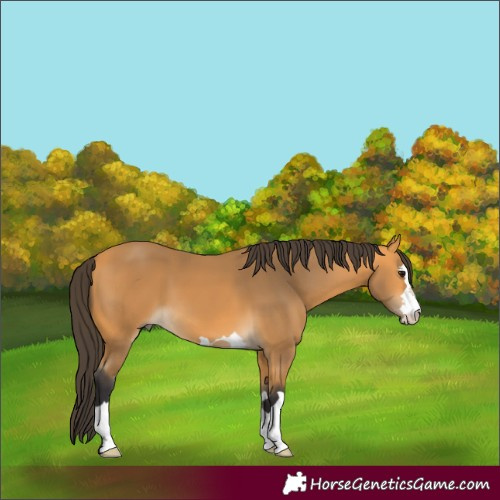 Horse Color:Buckskin 