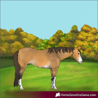 Horse Color:Buckskin 