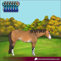 Horse Color:Buckskin 
