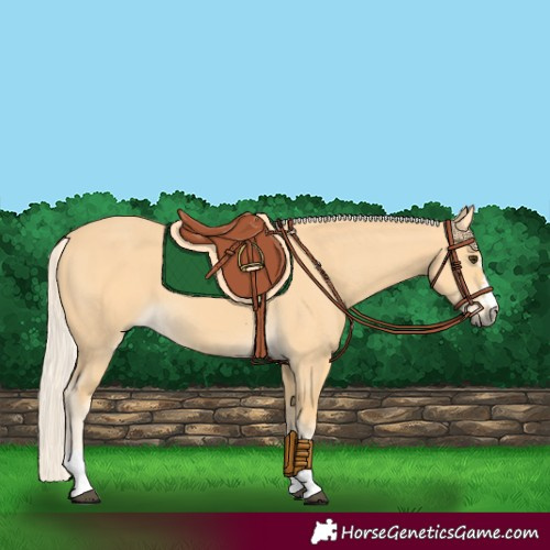 Horse Color:Palomino 