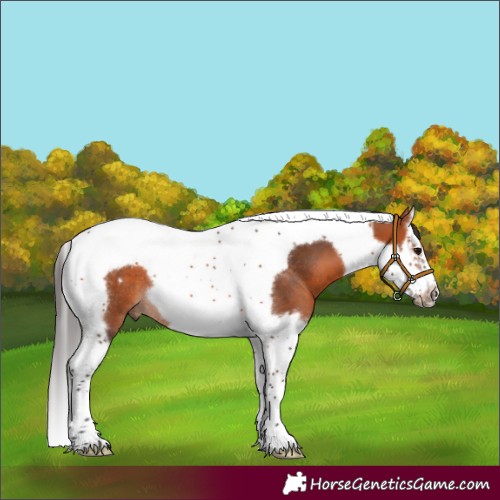 Horse Color:Bay Splash Tobiano Frame Rabicano 
