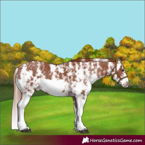 Horse Color:Chestnut Sabino Splash Frame Rabicano