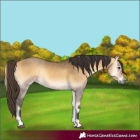 Horse Color:Buckskin Onyx Rabicano 