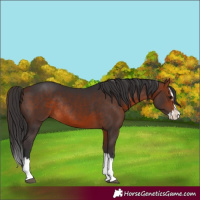 Horse Color:Bay Splash Rabicano