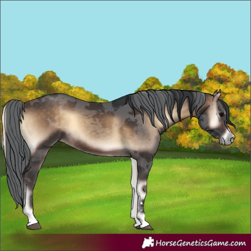 Horse Color:Bay Onyx Merle Rabicano 