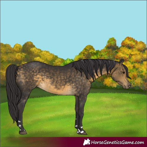 Horse Color:Buckskin Rabicano 
