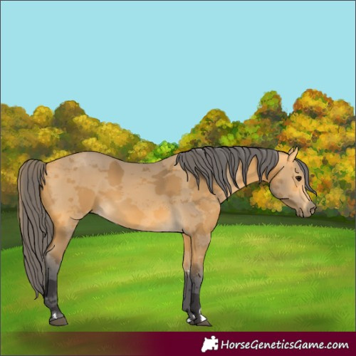 Horse Color:Buckskin Merle 