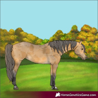 Horse Color:Buckskin Merle