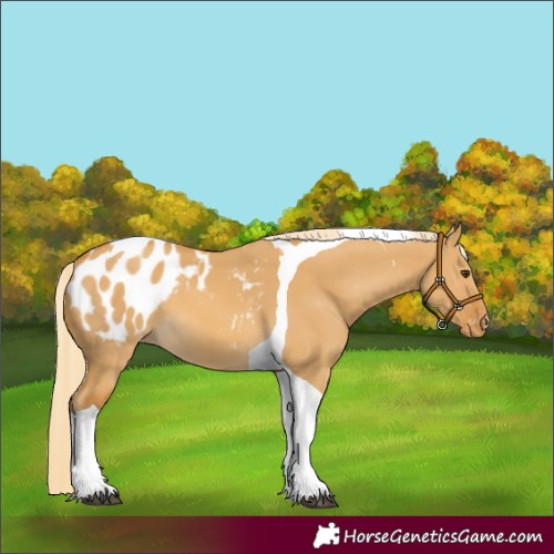 Horse Color:Palomino Dun Tobiano Blanket 
