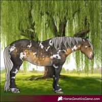 Horse Color:White Spotted Silver Buckskin