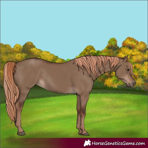 Horse Color:Liver Red Dun Rabicano 