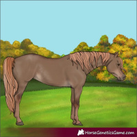 Horse Color:Liver Red Dun Rabicano