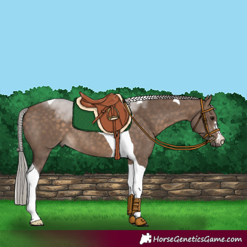 Horse Color:Silver Brown Dun Tobiano 