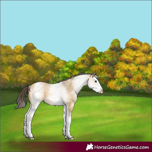 Horse Color:White Spotted Buckskin Dun Splash 
