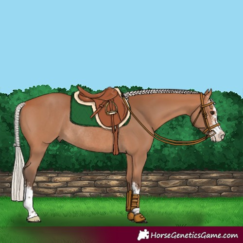 Horse Color:Silver Bay Sabino Rabicano 