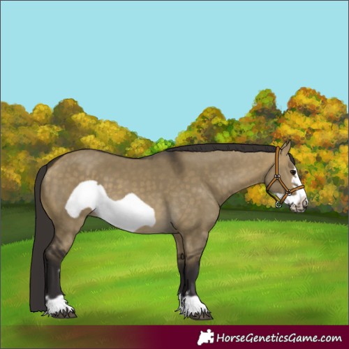 Horse Color:Buckskin Dun Frame 