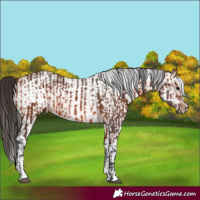 Horse Color:Bay Rabicano  and White Spotted Bay Rabicano 
