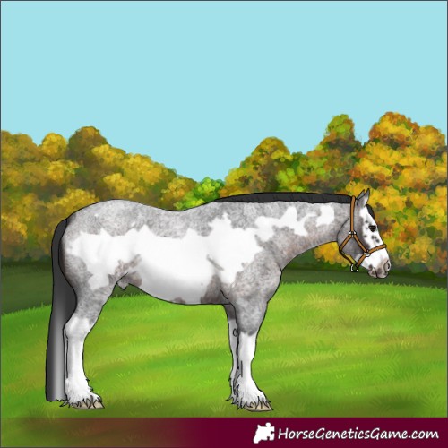 Horse Color:Brown Roan Splash Frame