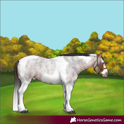 Horse Color:Bay Roan Splash Tobiano Frame 